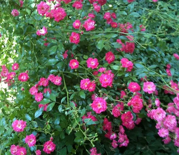 Bed & Breakfast Astoria 4*